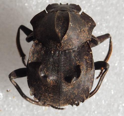 Deltochilum carinatum